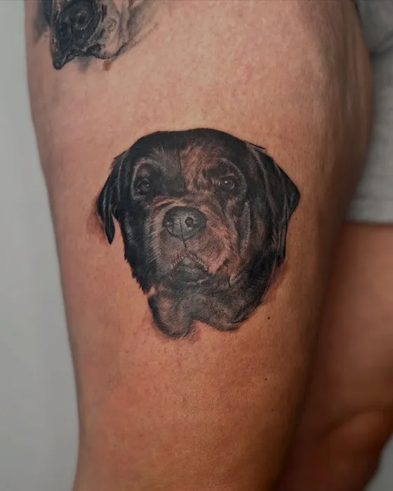 Rottweiler portrait, tattooed by Luke at Inkwell Tattoo Studio, Blaydon