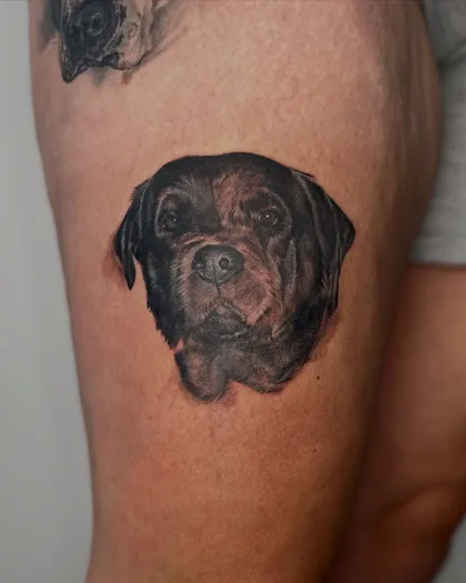 Rottweiler portrait, by Luke